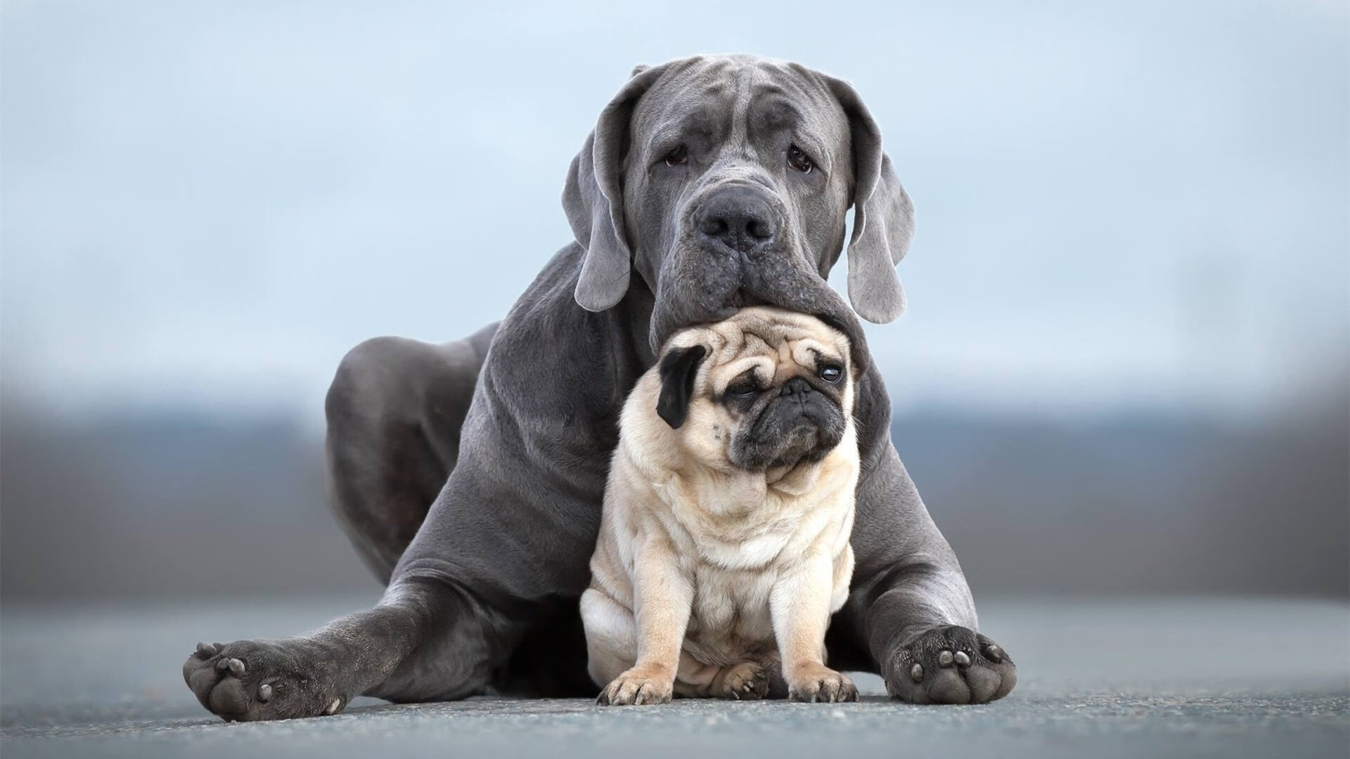 开云体育APP下载-西甲国家德比之夜，哈弗茨大场面先生，一球定乾坤